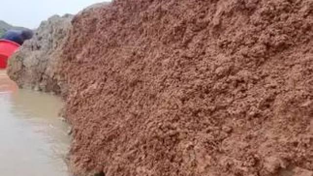 #记录农村生活 #逮鱼摸虾 #抓鱼 #户外捕鱼 #玩泥巴的最高境界