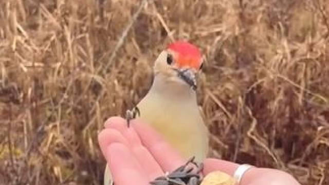 #是时候展现真正的技术了 #这是什么动物有人认识吗 #盘它就完了 #你能叫出它的名字吗 #抖来徐州过