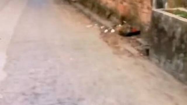 农村土狗多。。#走在乡间的小路上回忆童年时光