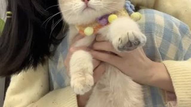 忙碌但吃撑的一天vlog#我的日常vlog #被迫营业的猫猫 #小咪会赶走你一天的疲惫 #ootd 