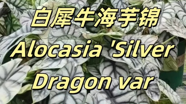 粉锦鳟鱼锦秋海棠白犀牛海芋锦Alocasia 'Silver Dragon var