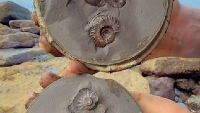遍地都是古生物化石 #国外视频分享 #古生物化石 #化石