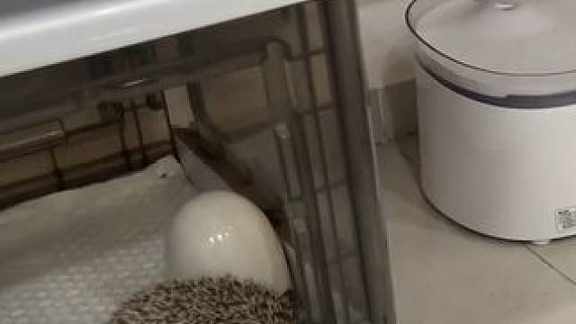 #我镜头下的小猫 #萌宠出道计划 #没有一口猫粮是白吃的 #实拍原视频 #谁能拒绝傻憨憨的小猫咪