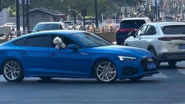 坐在奥迪A5副驾的小狗比我们幸福吧#奥迪a5 #奥迪 #比熊