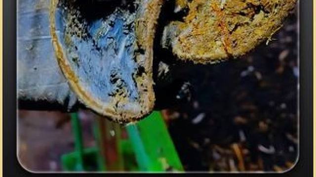 很好奇到底是什么东西能把半个牛蹄都给掏空了#闲鱼捡漏 #万物皆可挂闲鱼 #解压 #助眠 #修蹄