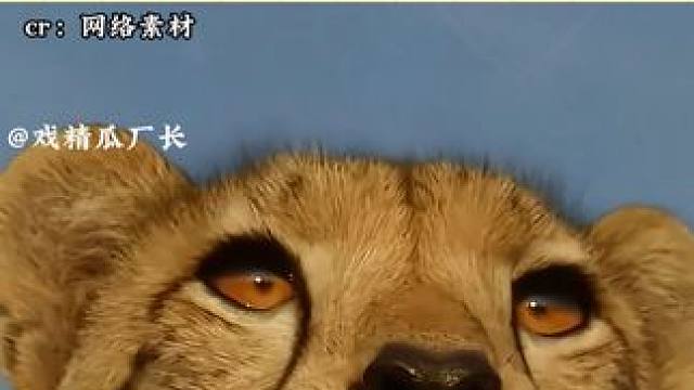 以前以为野生动物摄影是远距离，没想到就在眼前！！ #万万没想到 #动物  #摄影  #猎豹 #野生动