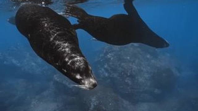 和海狮玩乐的时间
#自由潜水 #旅行推荐官 #每一帧都是热爱 #水下摄影 #蓝色治愈系