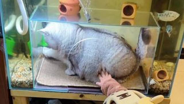 心有鱼而力不足 #小猫咪是看不腻的 #萌娃和萌宠