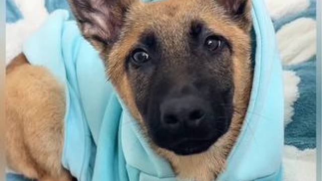 沉浸式清洁打扫｜精致女人沉浸式给小狗洗澡vlog～✨☺️ 
#解压视频 #给小狗洗澡 #沉浸式给小狗