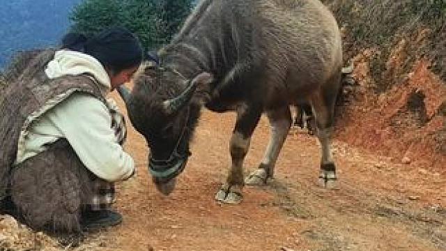 #田园生活 #我的乡村生活 #放牛的生活