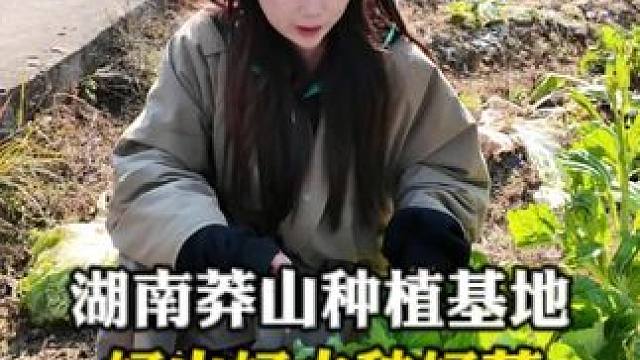 跑了一趟大湖南种植基地，边玩边学习的一天，真的是好山好水好的菜啊，有机会一定还会在去学习更多的餐饮知