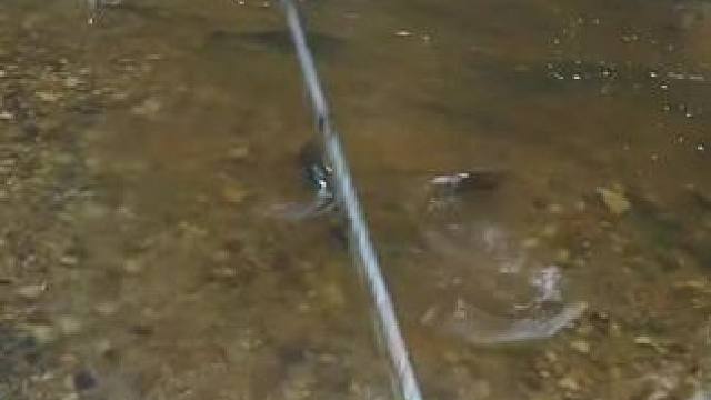 #这鱼哪个钓友看了不羡慕 #钓鱼的乐趣只有钓鱼人懂 #冬天总要出门钓一次