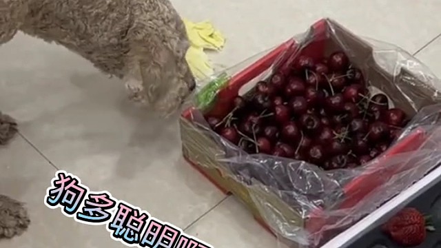 我们活的还不如一条狗