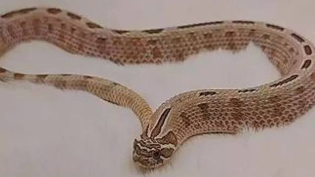 #猪鼻蛇 #萌宠 #饲养员昕姐 饲养员日常~