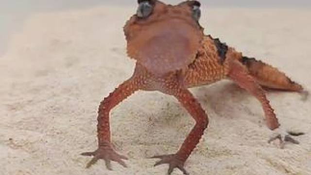 #瘤尾守宫 #饲养员昕姐 来摸啊~