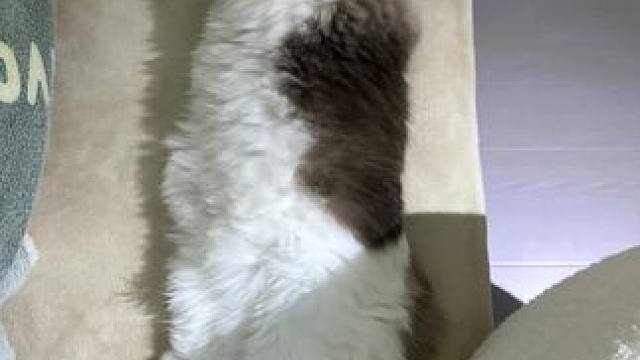  #睡姿百态 #小猫咪能有什么坏心思它只想被爱 #帮忙看一下这猫正经不 #治愈猫咪