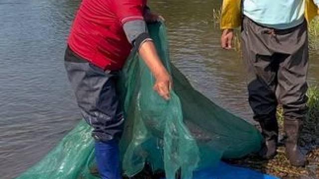 #户外捕鱼 #好多鱼