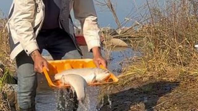 #户外捕鱼 #好多鱼