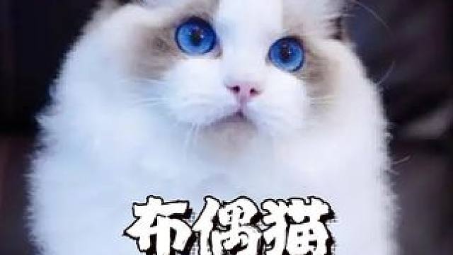 猫届颜值天花板，性格黏人爱撒娇，单身小姐姐的最爱！ #布偶 #萌宠 #颜值天花板