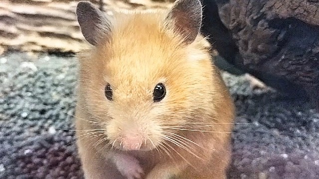 AJ代表瘟猪和蛆们给233和大家拜年了，三鞠躬！