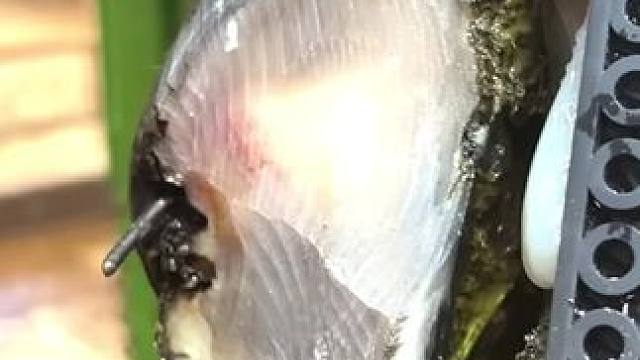 牛蹄不小心踩到了钉子该怎么办#解压 #修牛蹄