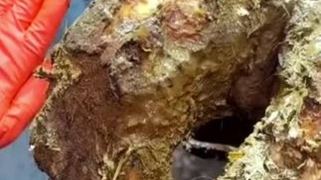 硕大的牛蹄里面果然有问题#解压 #修牛蹄