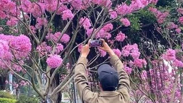 看到花花美景试试这样拍太美了#手机摄影 #拍摄技巧 #治愈系 #治愈系风景 #春天当然要拍花啦