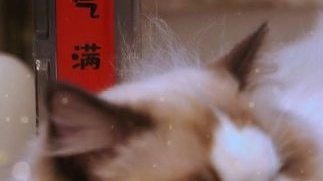 #谁能拒绝傻憨憨的小猫咪 #我镜头下的小猫 #原创视频 #实拍原视频 #非洲小刺猬