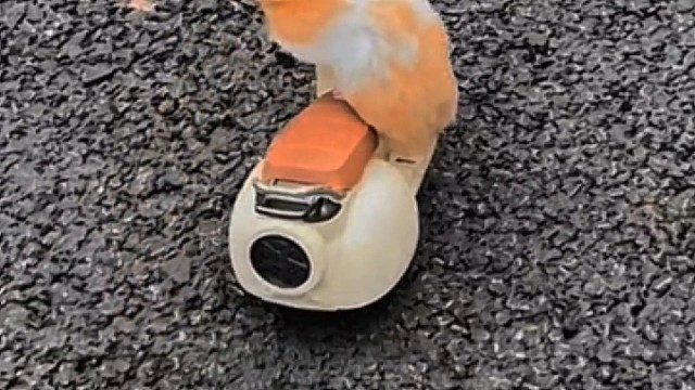 遇到AJ开电瓶车，瘟猪这智商看来比蛆要高点！