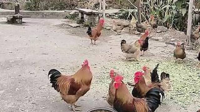 山卡卡里的农村大姐学费了开直播每天收获满满您还在恐播怕播不敢开播开播了不知说什么吗#记录真实生活 #