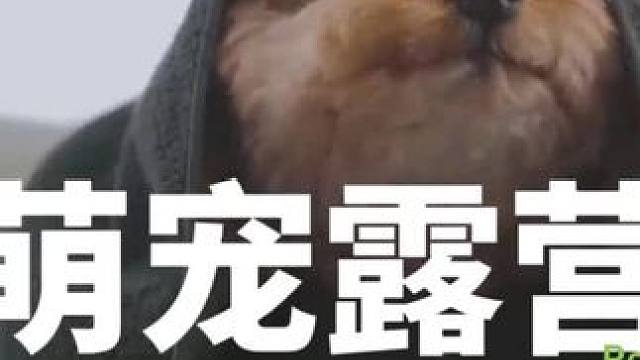 萌宠露营（全集）#露营 #助眠 #解压 #萌宠 #户外露营