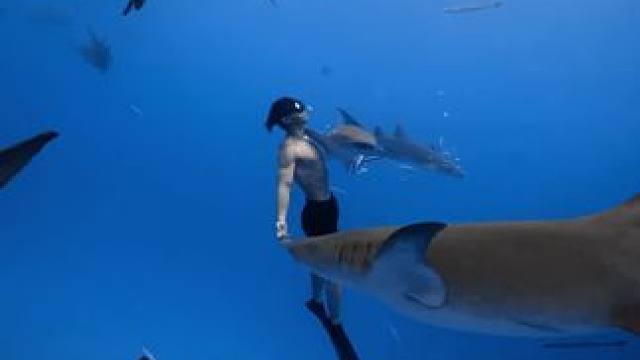 这个星球的多样性
#自由潜水 #旅行推荐官 #马尔代夫 #保持热爱奔赴山海 #每一帧都是热爱