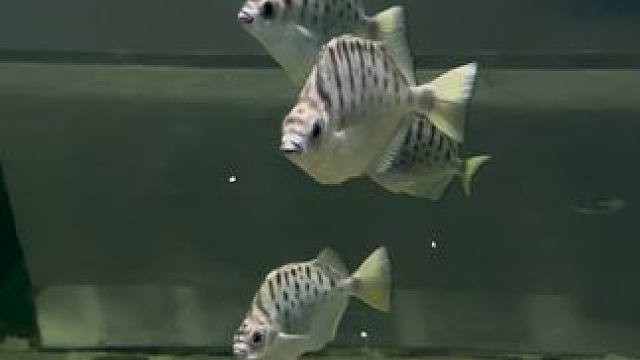 兴化遛娃好去处首选蔚蓝星海洋动物王国 #海洋馆打卡 #海洋馆