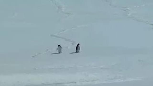 觉得意外丧偶的企鹅很可怜，也真的很感动，这就是忠贞不渝，绝对忠诚，生死相随，绝不独活……觉得很凄美，