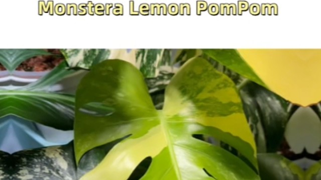 柠檬泡泡，家的清新绿意来袭！