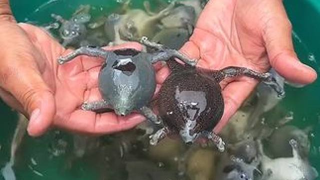 给蛋蛋蛙搓个澡 #美食 #泰国美食 #户外美食 #内容启发搜索