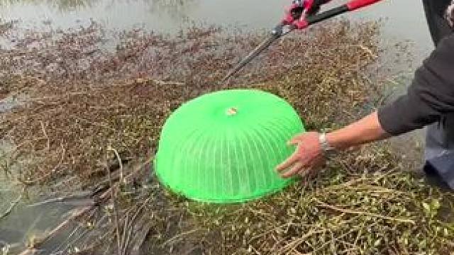 草洞里面钓大板鲫#钓鱼人就是这么疯狂野钓 #钓鱼 #野外户外 #钓鱼人就是这么疯狂