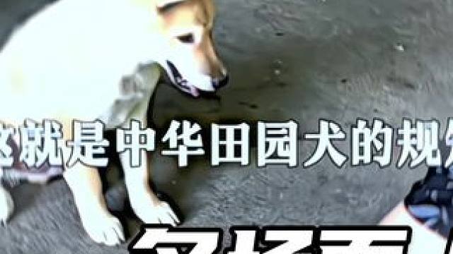 This is the rule of Chinese pastoral dogs.（“这就是中华田