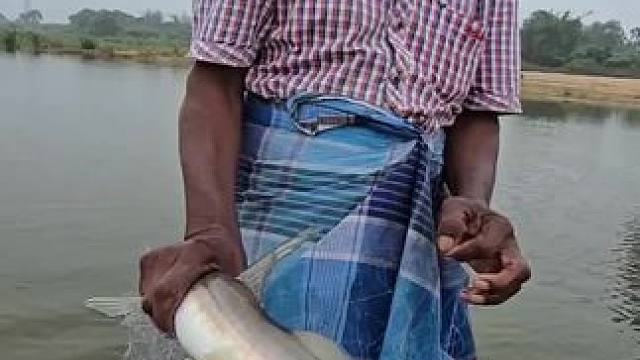 捕鱼#抓鱼 #撒网捕鱼 #捕鱼