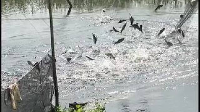 #捕鱼#户外捕鱼