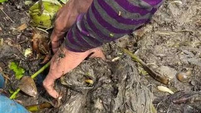 在泥里抓鱼#抓鱼#逮鱼摸虾