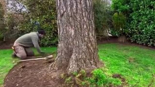 澳洲乡村百万年薪，园林绿化工的工作日常！ #解压视频 #极度舒适 #减压视频 #强迫症治愈系