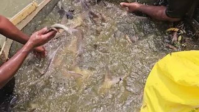 鱼#捕鱼#撒网捕鱼#户外捕鱼#鱼获满满#捕鱼达人