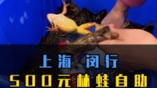 挑战500元林蛙自助 第一次吃太香啦#林蛙 #东北林蛙