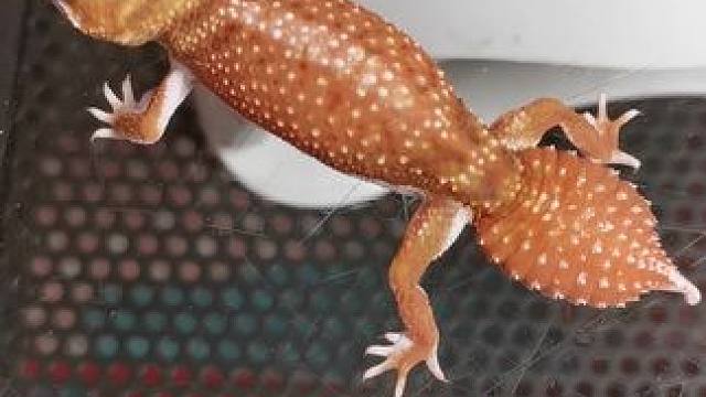 #瘤尾守宫 #饲养员昕姐 驯服小怪兽~