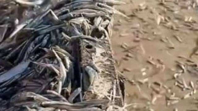 来自海洋里的馈赠#小鱼仔