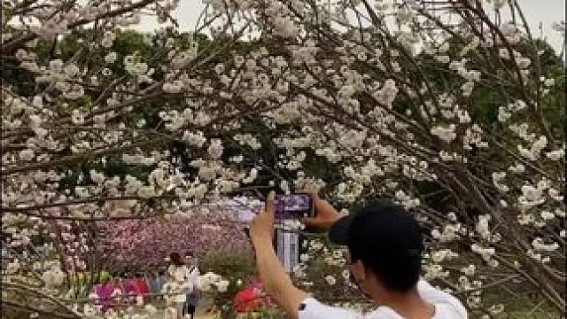 看到花花美景试试这样拍情绪小短片。｜句句不提遗憾，却句句是遗憾，句句提可能，句句没可能，事事都可能，