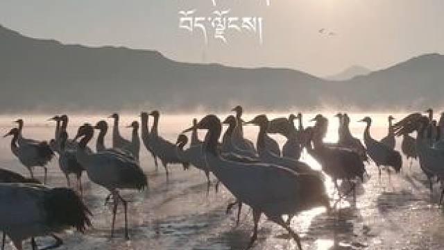 聚集在水草丰美的地方，相互依偎，共同抵御严寒，这就我们过冬的方式。#黑颈鹤#过冬 #西藏#神奇动物 