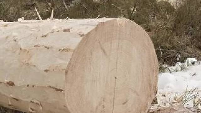 劈开松木 #dou来休息一下