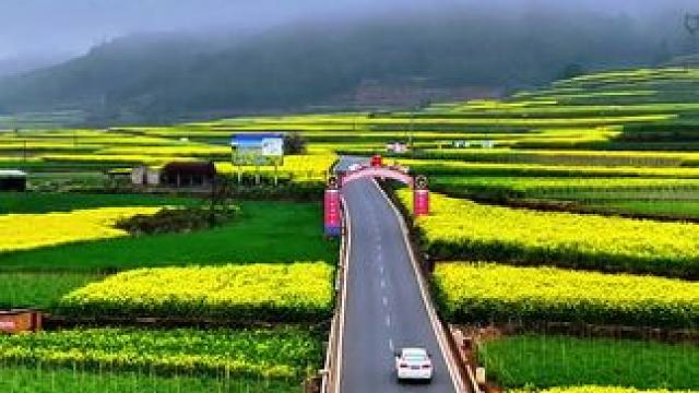 腊月的云南 峨山油菜花已经藏不住了#你那边的油菜花开了吗 #云南的冬日依旧色彩绚烂 #油菜花 #这片